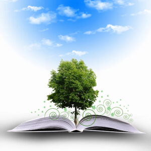 tree planted on